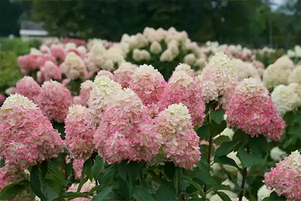 Hydrangeas