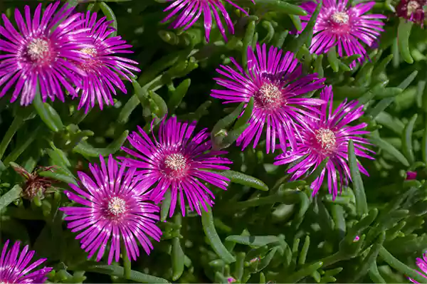 Ice Plant