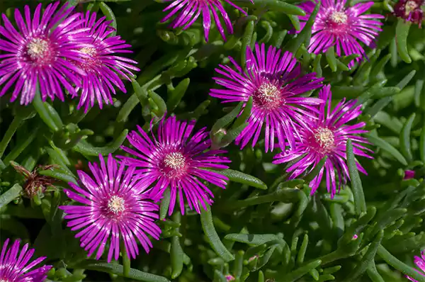 Ice Plant