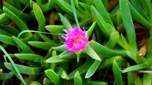 Ice plant