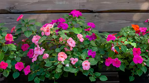 Impatiens