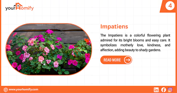 Impatiens