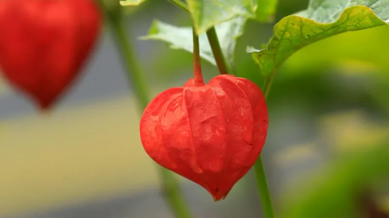 Red Chinese Lantern flower pod with yellow vein markings growing as a decorative houseplant.