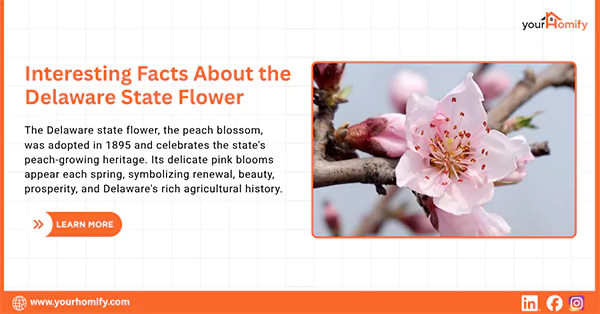 Interesting Facts About Delaware State Flower