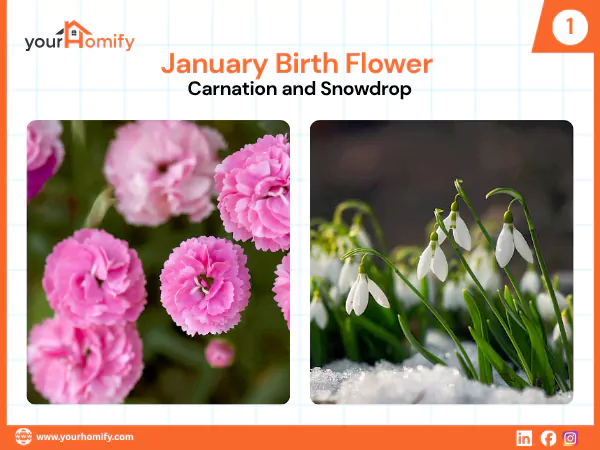 January Birth Flower