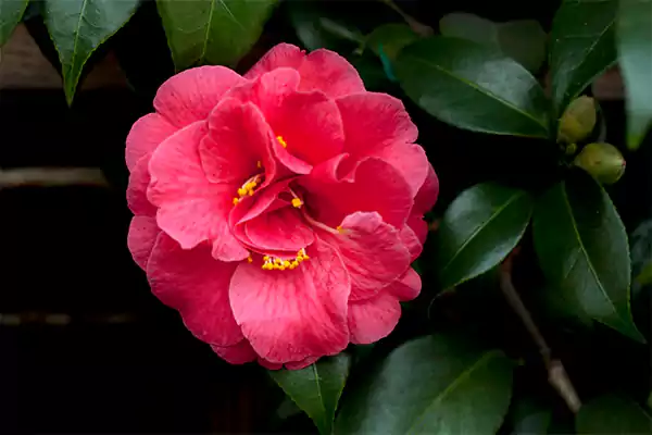Japanese Camellia