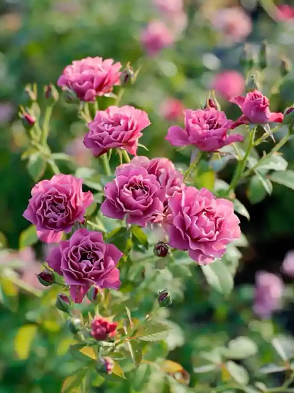 Japanese Rose