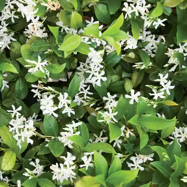 Jasmine