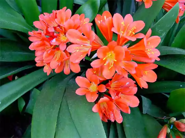 Kaffir Lily