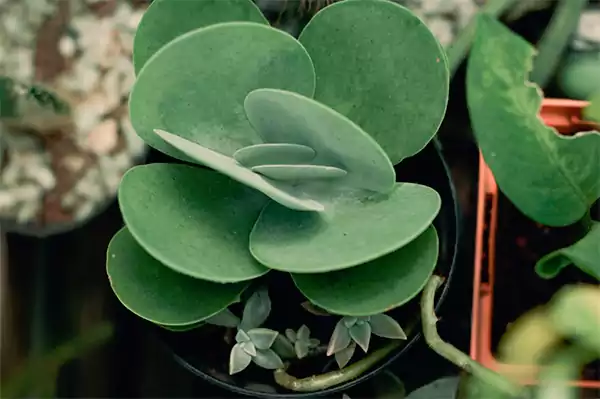 Kalanchoe