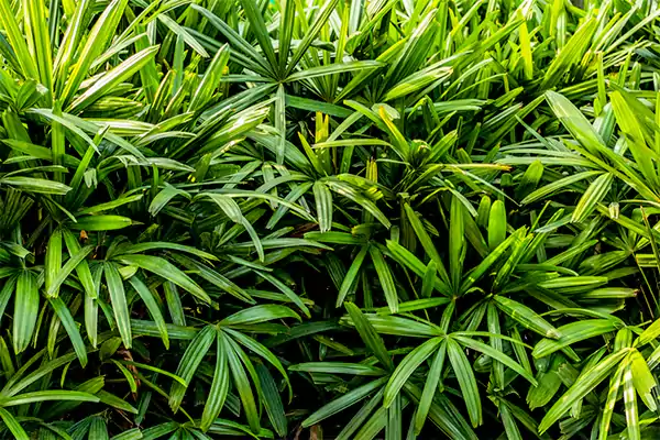 Lady palm