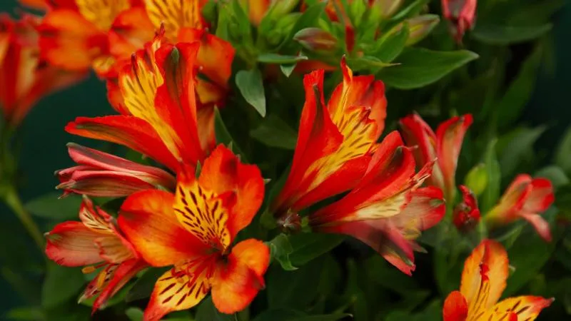 Alstroemeria flowers in a landscape garden
