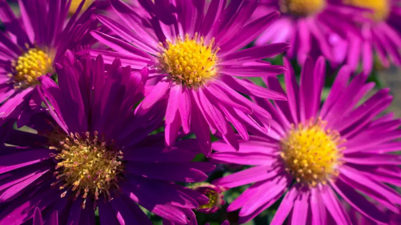 Landscape garden Aster flower growing in a landscaped area.