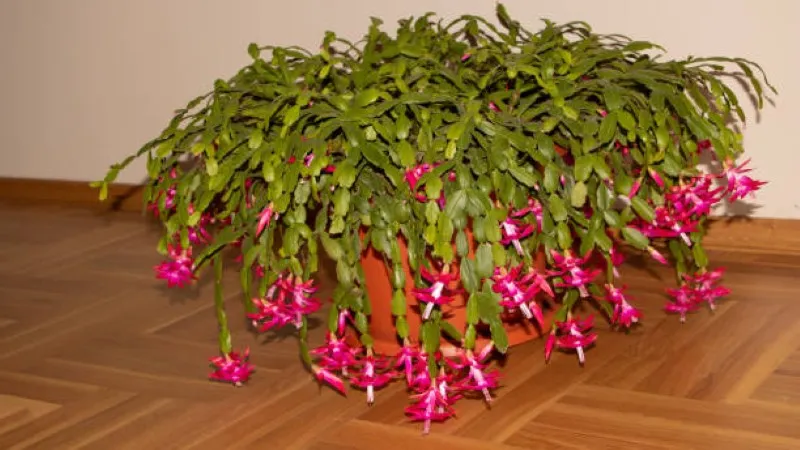 Large sprawling Christmas Cactus flower plant with pink blooms growing on a wooden floor.