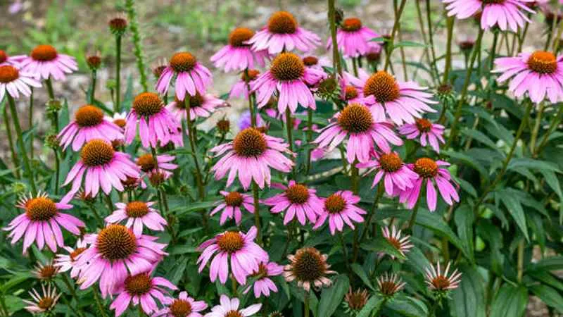 Large garden bed filled with tall pink Echinacea flowers with orange-brown centers.