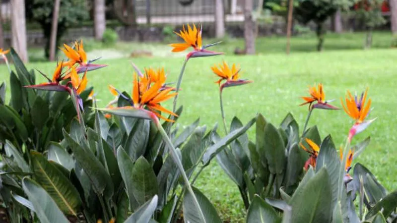 Large leaves Bird of Paradise flower surrounded by tropical foliage.