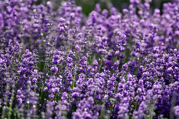 Lavender 1