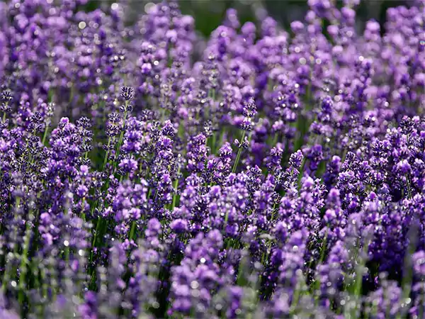 Lavender