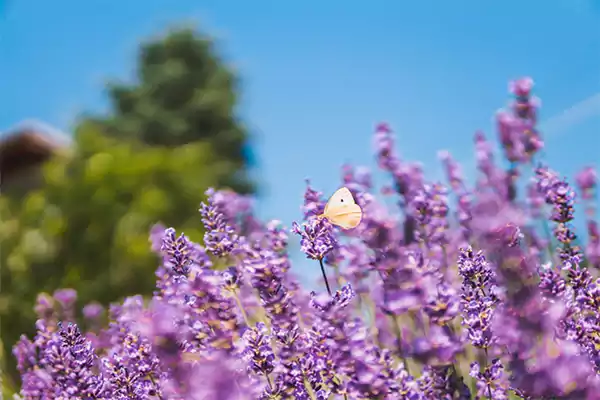 Lavender 3