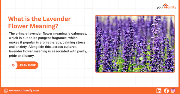 Lavender