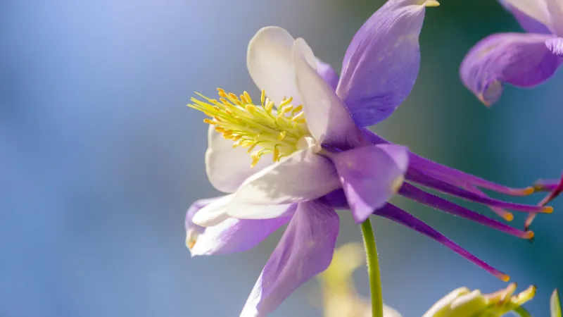 Red and white bicolor Columbine flower with yellow stamens against a blurred green background.