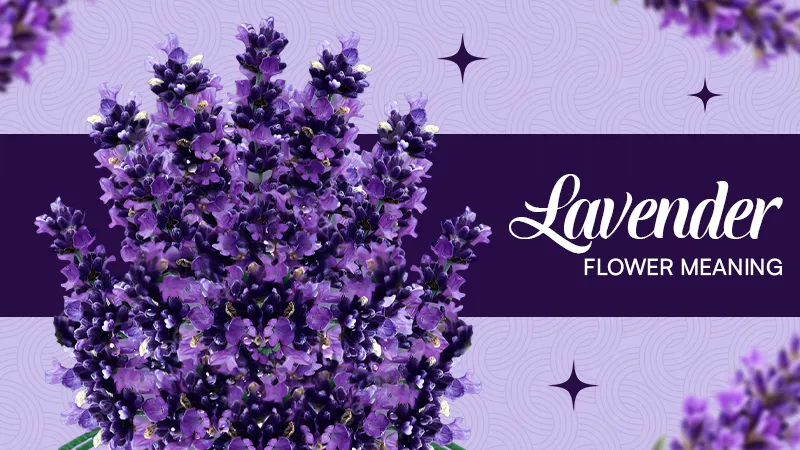 Lavender Flower Meaning