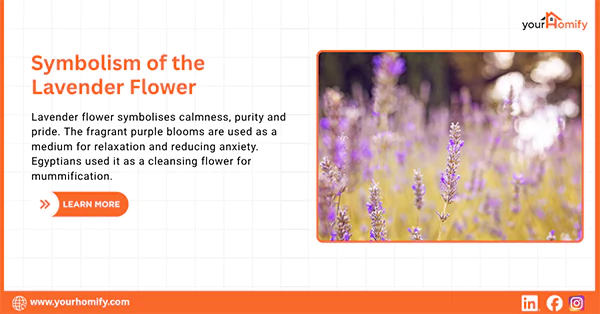 Lavender flower