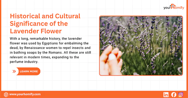 Lavender flowers