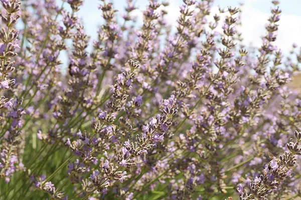 Lavender