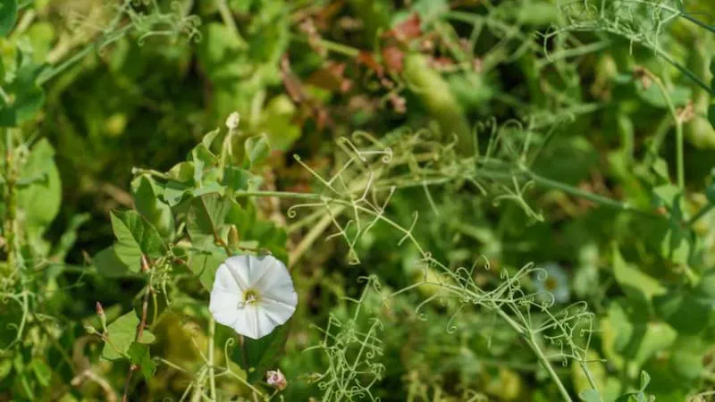 Surrounding foliage Bindweed flower showing delicate floral details.