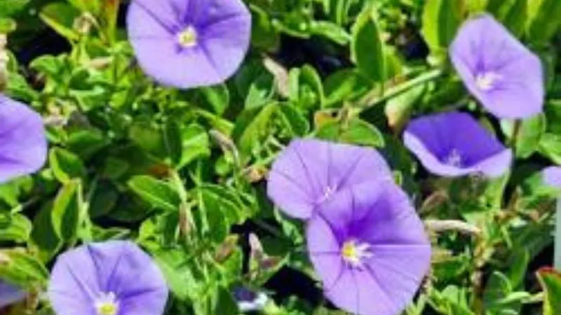 Surrounding foliage Purple Bindweed flower showing natural beauty.