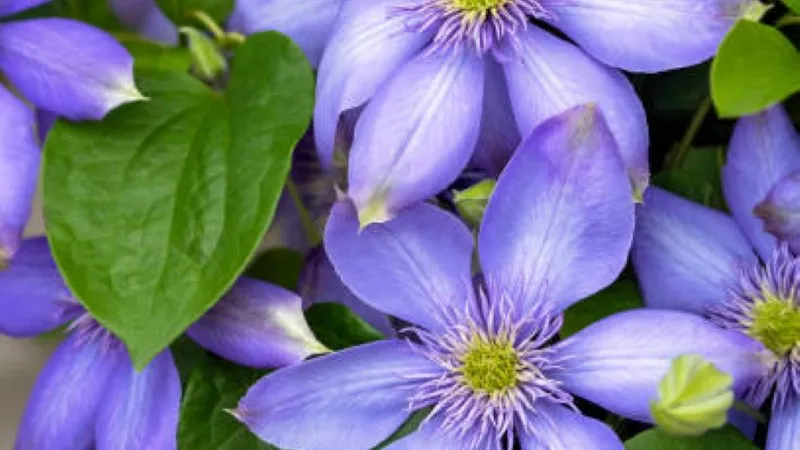 Several light-blue Clematis flower blooms with yellow-green centers and glossy leaves.