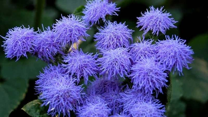 Beautiful garden ageratum flowers soft blooms elegant view