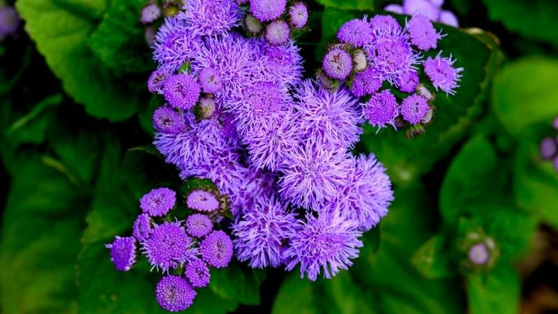 Beautiful garden ageratum flowers soft blooms elegant view