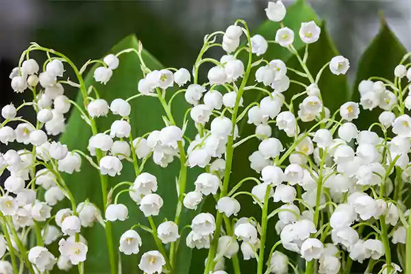 Lily of the Valley