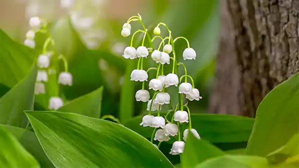Lily of the Valley