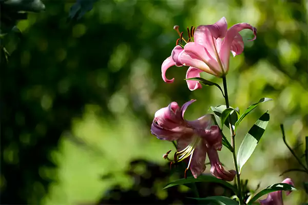 Lily