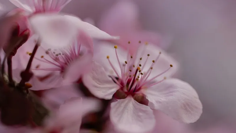 White and pink Cherry Blossom flower blooms receding along a branch.