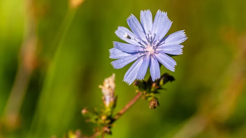 Single dark purple-blue Chicory flower in a moody dark scene.