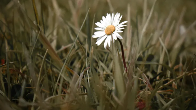 Single white Daisy flower with orange center standing among dry golden grass.
