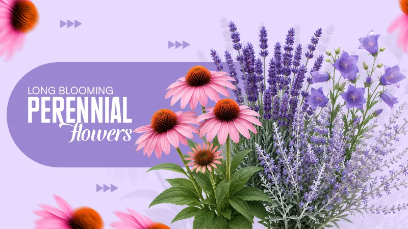 Long Blooming Perennial Flowers