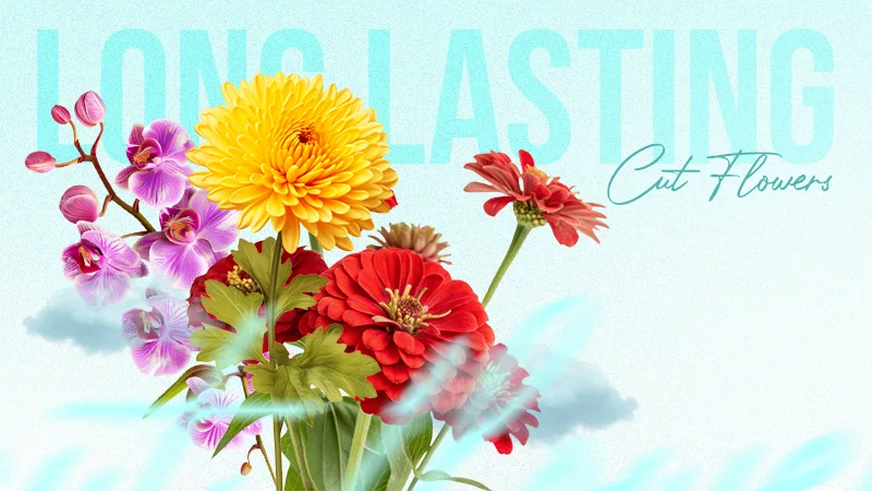 Long Lasting Cut Flowers