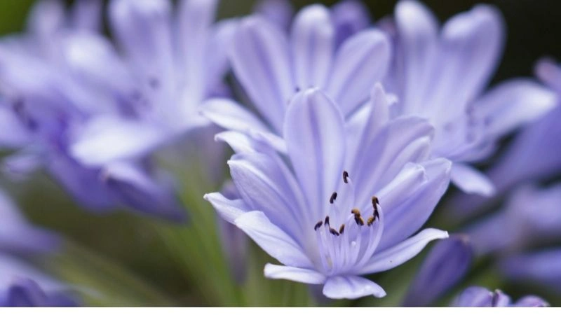 Fresh garden agapanthus flowers blooming above lush green foliage