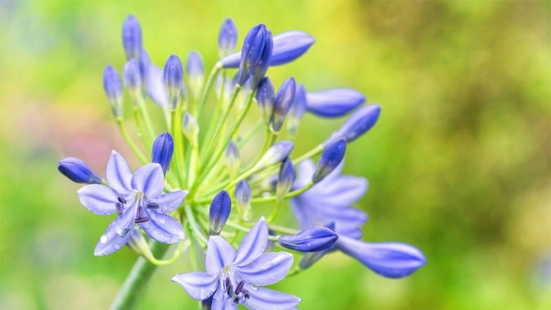 Lush green agapanthus flowers growing among leaves in garden