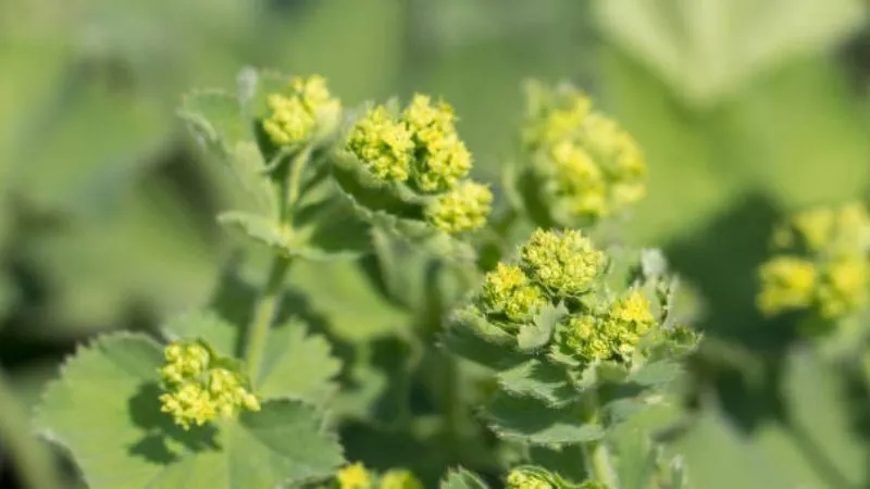 Alchemilla mollis flowers growing in landscape planting