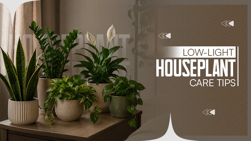 Low-Light Houseplant Care Tips