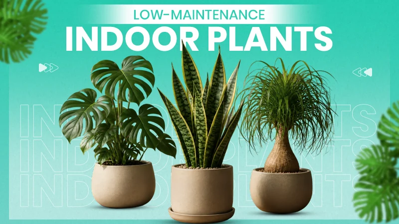 Low-Maintenance Indoor Plants