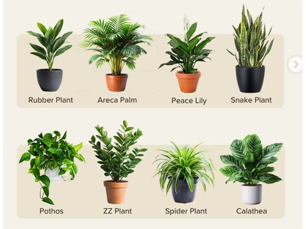 Low-light Plants