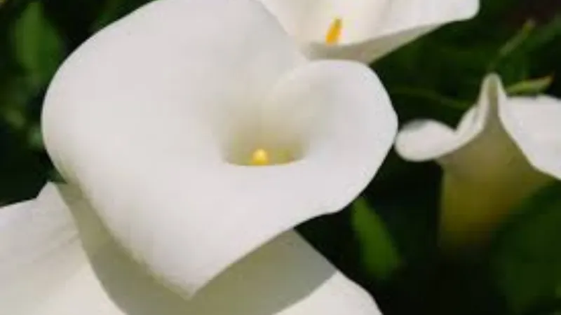 Lush green Arum flowers with healthy foliage.