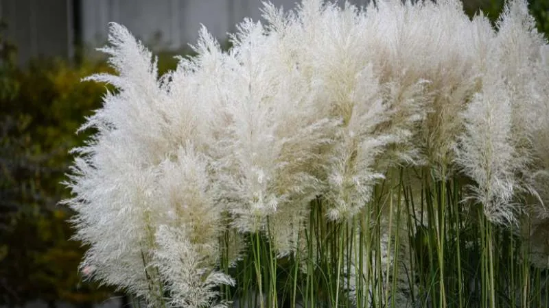 Dense hedge of white pampas grass plumes growing outdoors